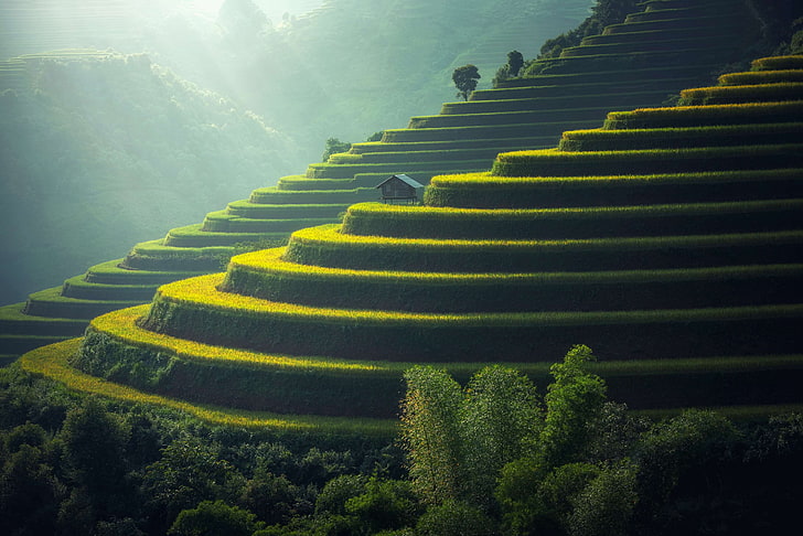 agricultural, agriculture, cropland, daylight, ecology, farm, fog, food, grass, green, ground, growth, hut, land, landscape, mountains, outdoors, plant, rice, rice terraces, scenic, soil, sunlight, trees, public domain, HD wallpaper