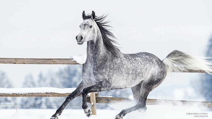 الحصان العربي في الشتاء حيوانات، خلفية HD