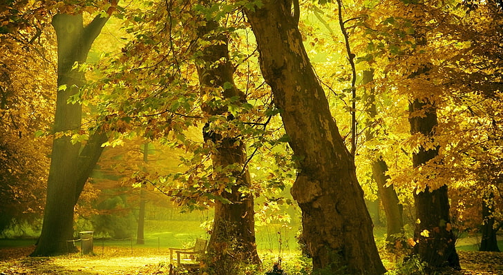 Златни дървета, четири кафяви дървета, Сезони, Есен, Жълто, Дървета, Златни, Пейка, Падане, пътека, HD тапет