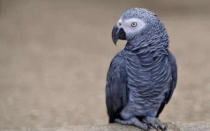 папагал африкански сиво-животински HD тапет, сив африкански папагал, HD тапет