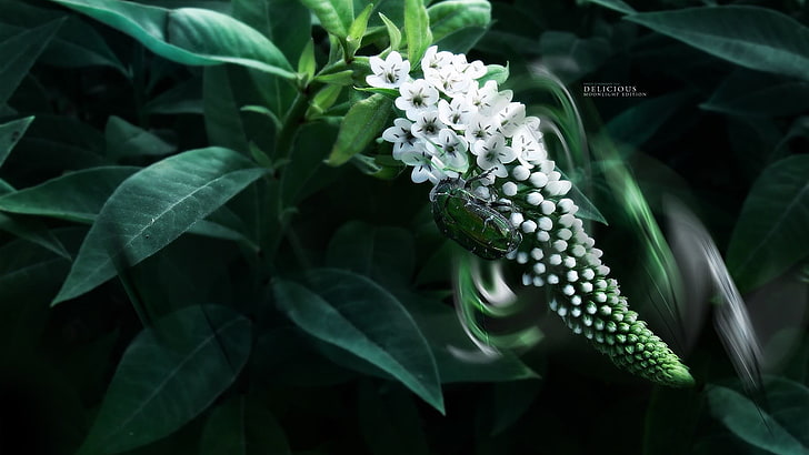 biały kwiat, światło księżyca, makro, chrząszcze, liście, pluskwa liściowa, białe kwiaty, fotografia, Tapety HD