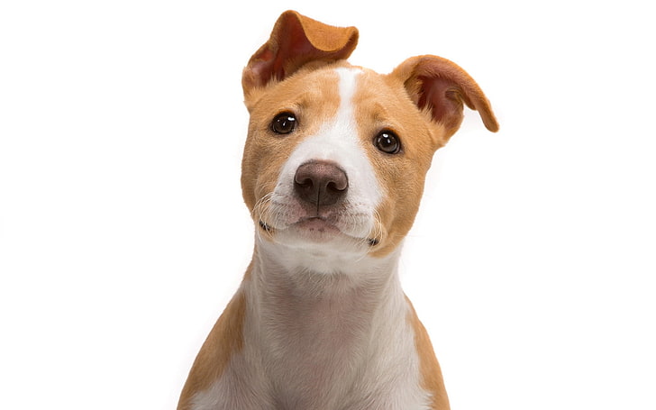 tan dan white American pit bull terrier puppy, jack russell terrier, look, puppy, moncong, Wallpaper HD
