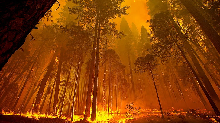 природа, лес, деревья, фотография, огонь, лесной пожар, лес, HD обои
