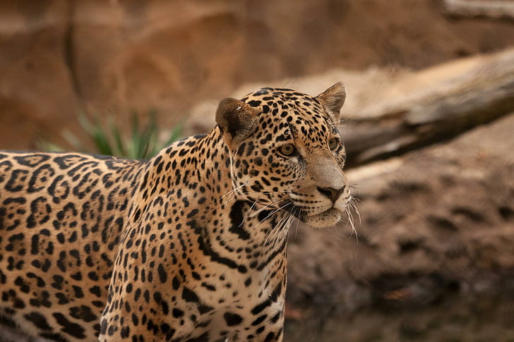 Jaguar Wild Cat Photo Gallery, สัตว์จากัวร์, แมว, แกลเลอรี, จากัวร์, ภาพถ่าย, ป่า, วอลล์เปเปอร์ HD