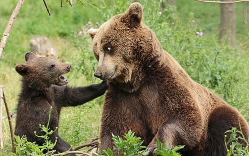 животные, медведи, детёныши, зверюшки, HD обои HD wallpaper