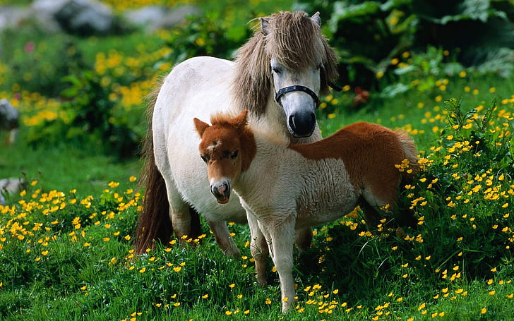 Animals close-up, horse, foal, grass, Animals, Horse, Foal, Grass, HD wallpaper