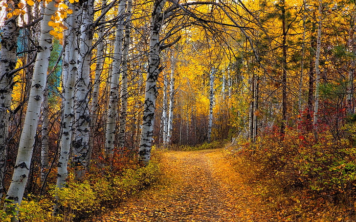 pathway in the middle of trees, nature, landscape, Aspen, trees, leaves, yellow, path, shrubs, forest, dirt road, birch, fall, HD wallpaper