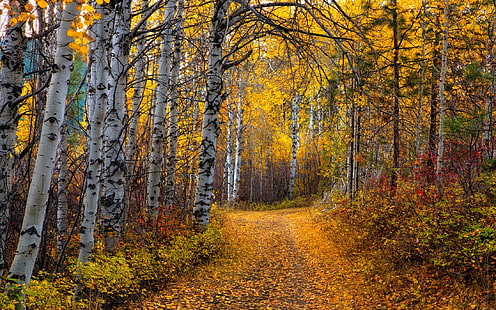 sentier au milieu des arbres, nature, paysage, tremble, arbres, feuilles, jaune, chemin, arbustes, forêt, chemin de terre, bouleau, automne, Fond d'écran HD HD wallpaper