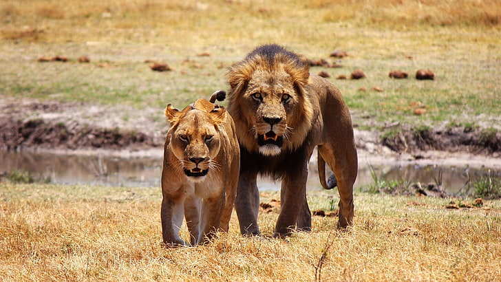 дива природа, лъв, сухоземно животно, двойка, пустиня, лъв двойка, пасища, големи котки, савана, трева, грива, лъвица, хищник, HD тапет