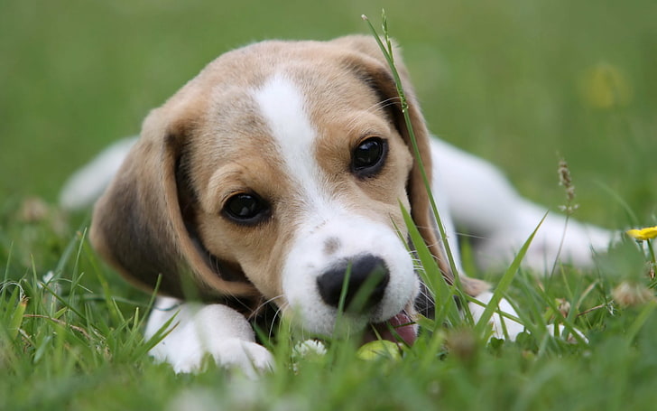 tricolor beagle puppy, puppy, grass, lie down, face, HD wallpaper