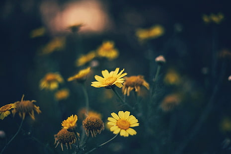 flores de pétalos amarillos, fotografía de enfoque selectivo de pétalos de flores amarillas, flores, plantas, flores amarillas, macro, Fondo de pantalla HD HD wallpaper