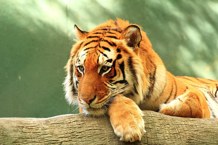 Siberian tiger, Tiger, Rest, HD, 4K, HD wallpaper