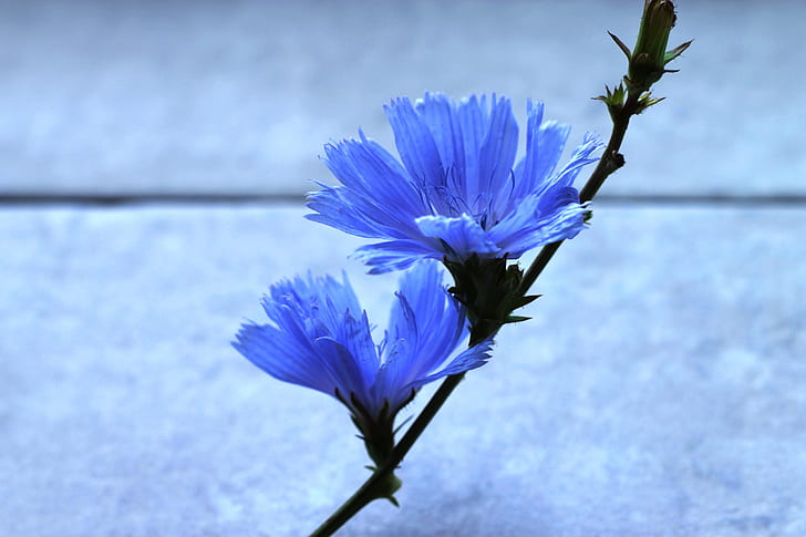 flower, background, stem, blue color, two flowers, chicory, HD wallpaper