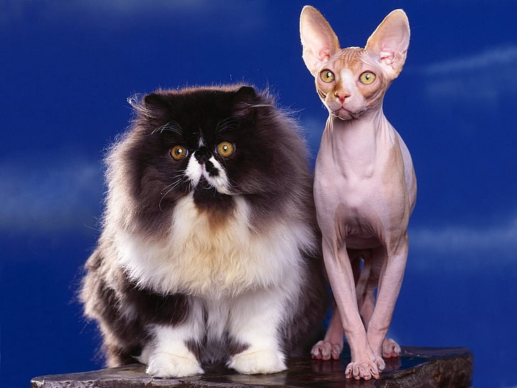 قطط Sphynx والفارسية المتطرفة ، قطط ، زوجان ، رقيق ، أبو الهول، خلفية HD