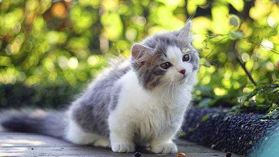 새끼 고양이, 4K, 고양이, 귀여운 동물, HD 배경 화면 HD wallpaper