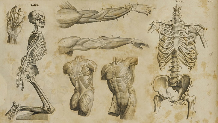 Artístico, Anatomia, Medicinal, HD papel de parede