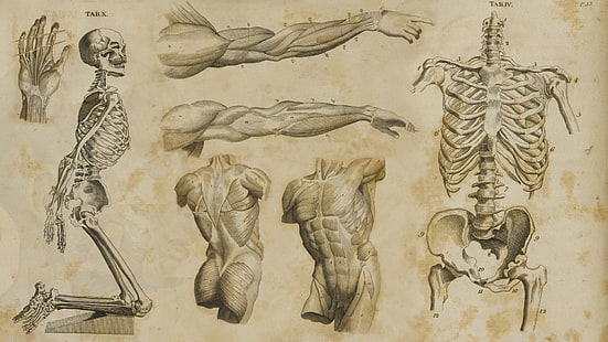 Artistik, Anatomi, Obat, Wallpaper HD HD wallpaper