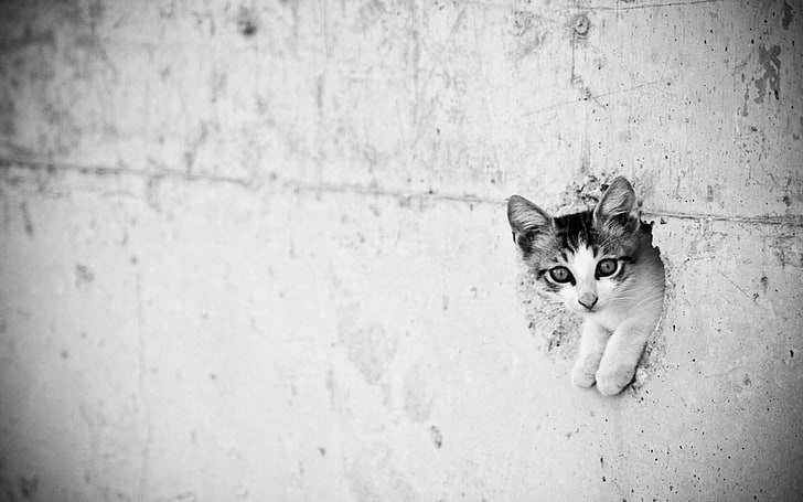 foto em tons de cinza de gatinho, gato, monocromático, animais, parede, HD papel de parede