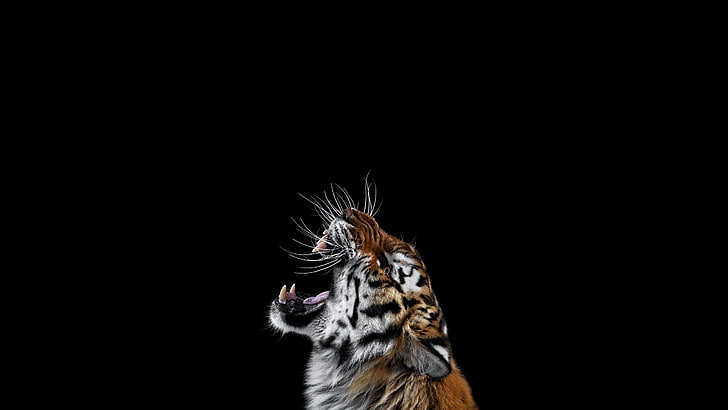 wallpaper harimau, fotografi, mamalia, kucing, harimau, latar belakang sederhana, kucing besar, Wallpaper HD