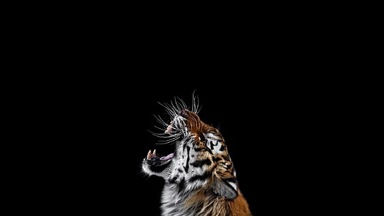 wallpaper harimau, fotografi, mamalia, kucing, harimau, latar belakang sederhana, kucing besar, Wallpaper HD HD wallpaper