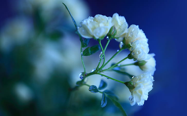 สีเขียว, ใบไม้, น้ำ, หยด, มาโคร, ดอกไม้, สีฟ้า, สีชมพู, สี, ดอกกุหลาบ, สาขา, กลีบดอก, ลำต้น, สีขาว, วอลล์เปเปอร์ HD