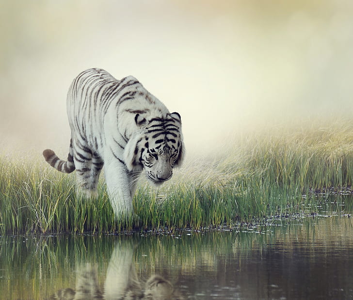 Cats, White Tiger, Big Cat, Reflection, Tiger, predator (Animal), HD wallpaper
