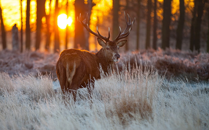 朝の太陽の赤鹿、茶色の木びき台、動物、鹿、赤、太陽、朝、 HDデスクトップの壁紙
