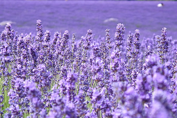 Lavendel Blumen Feld, Feld, Blumen, Hintergrund, Widescreen, Wallpaper, Unschärfe, lila, Lavendel, Vollbild, HD Wallpaper, Vollbild, HD-Hintergrundbild