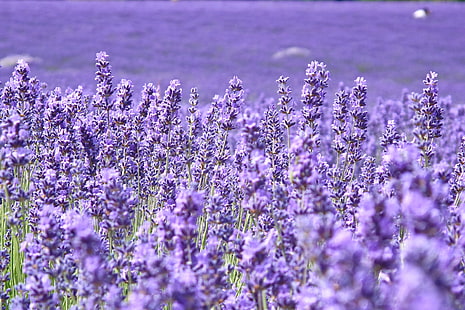 lavender flowers field, field, flowers, background, widescreen, Wallpaper, blur, purple, lavender, full screen, HD wallpapers, fullscreen, HD wallpaper HD wallpaper