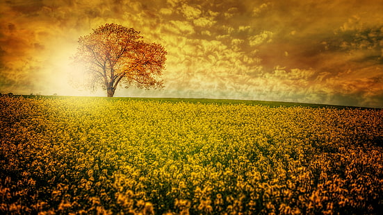 ultra hd  8k resolution 7680x4320 nature flower field, HD wallpaper HD wallpaper