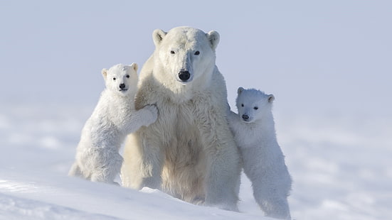 polar bear, cub, family, cubs, bear, mammal, arctic, north pole, terrestrial animal, snow, freezing, HD wallpaper HD wallpaper