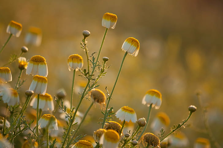 foto close-up bunga daisy tertutup, foto tertutup, daisy, close-up, Bunga, Málaga, alam, tanaman, musim, musim panas, di luar ruangan, kuning, bunga, Wallpaper HD