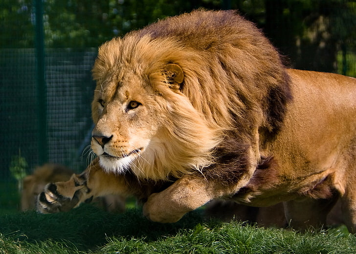 adult tan lion, face, movement, predator, Leo, running, mane, HD wallpaper