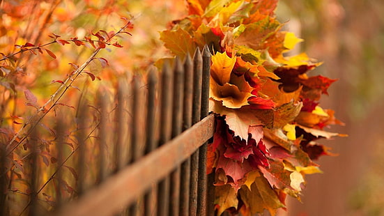 brown metal fence, nature, leaves, fall, branch, fence, depth of field, HD wallpaper HD wallpaper