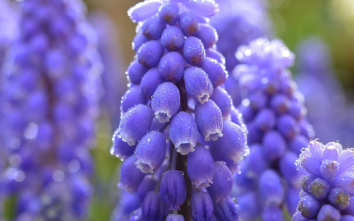 ดอกไม้สีฟ้ามัสคารีการถ่ายภาพมาโครหยดน้ำสีฟ้า Muscari ดอกไม้มาโครการถ่ายภาพน้ำหยด, วอลล์เปเปอร์ HD
