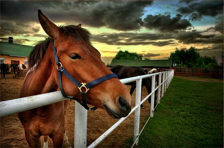 Contemplating, brown horse, trees, barn, pasture, horses, grass, fence, clouds, animals, HD wallpaper