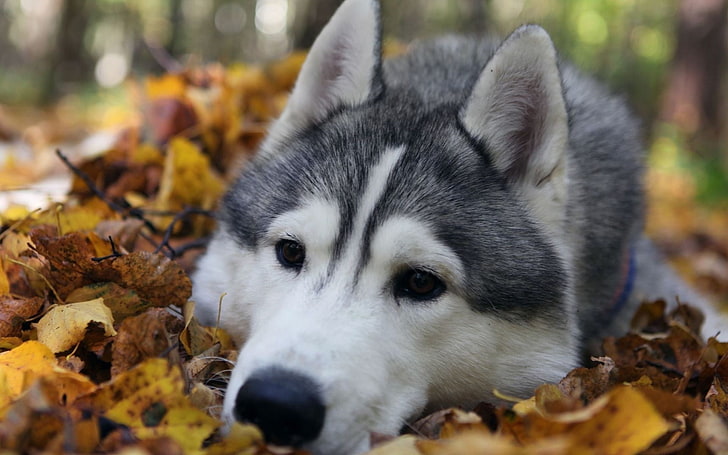 husky siberiano blanco y negro, husky siberiano blanco y negro sobre hojas secas, husky siberiano, perro, animales, hojas, Fondo de pantalla HD