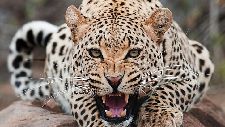 Leopard Screaming HD, brown and black animal, feline, leopard, scream, HD wallpaper