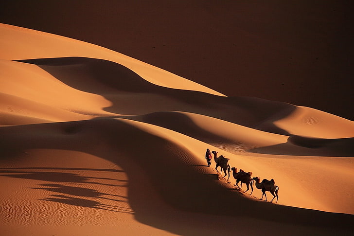 Photography, Caravan, Camel, Desert, Dune, Sand, HD wallpaper