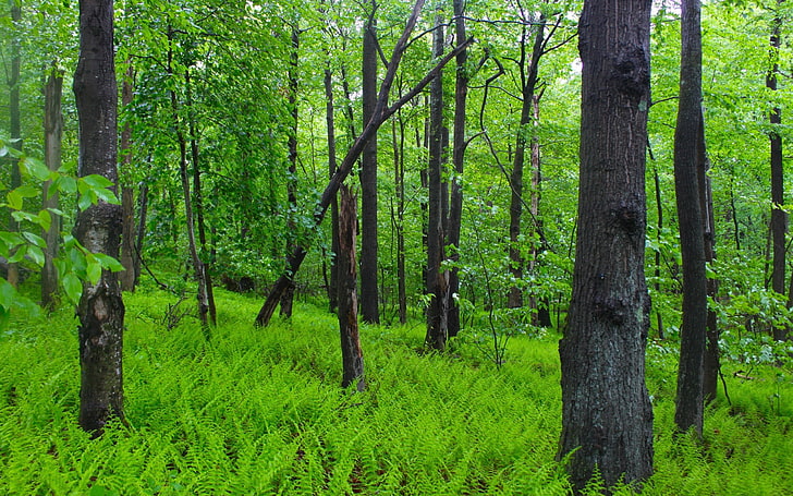 batang logam hitam dan coklat, alam, hutan, pohon, hijau, Wallpaper HD