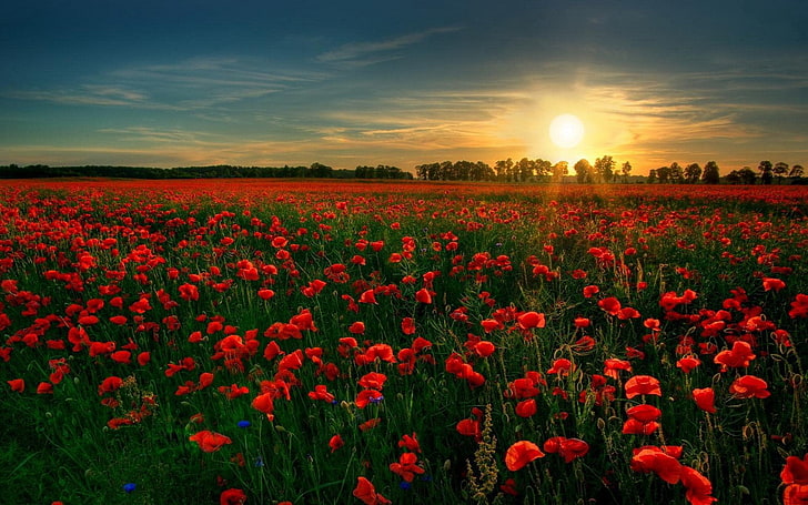 campo di fiori di papavero rosso, fiori, papavero, campo, fiore, natura, fiore rosso, rosa, scenico, sole, alba, tramonto, Sfondo HD