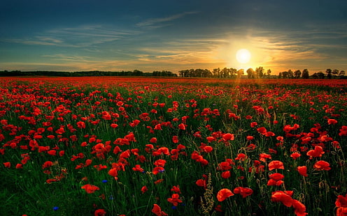 червено маково поле, цветя, мак, поле, цвете, природа, червено цвете, роза, живописно, слънце, изгрев, залез, HD тапет HD wallpaper