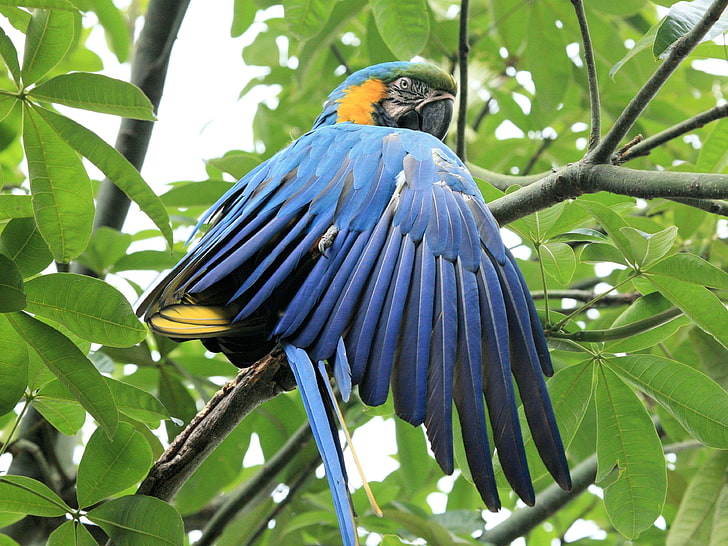 aviary, beak, bird, blue and yellow macaw, blue bird, blue and yellow, color, colorful, exotic, macaw, natural, parrot, tropical, wildlife, HD wallpaper