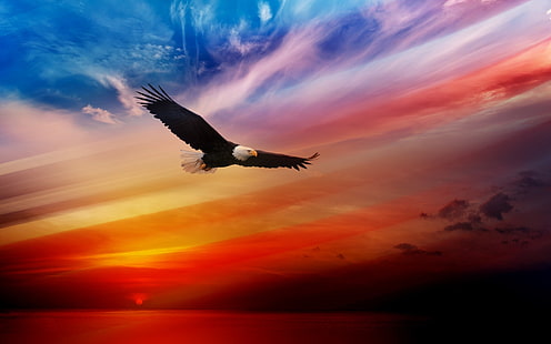 animais, águia, pôr do sol, águia americana, pássaros, HD papel de parede HD wallpaper