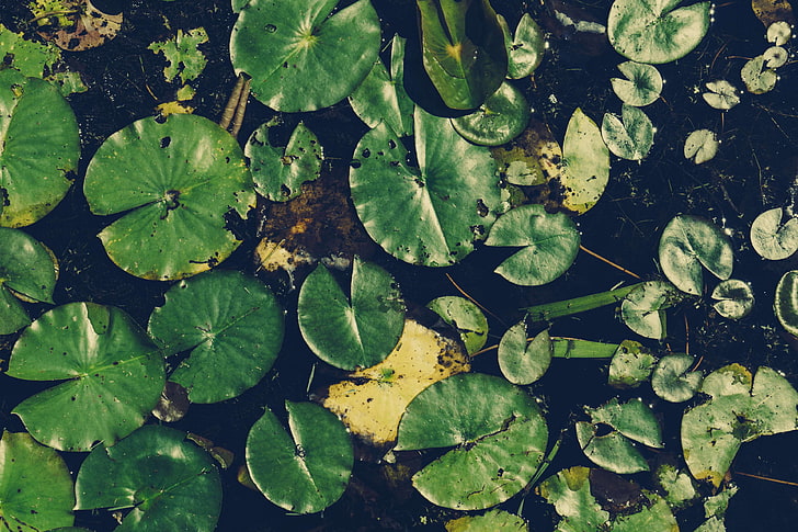 aquatic plants, floating, leaves, plant, pond, water, water lily, water plant, public domain images, HD wallpaper