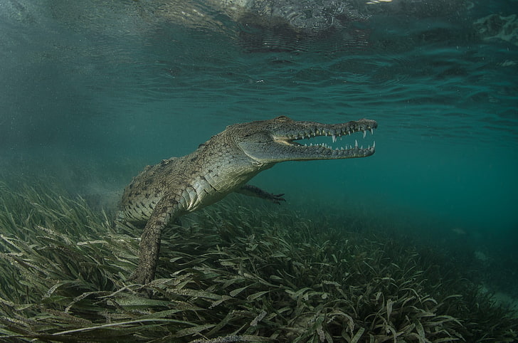 gray alligator, animals, nature, crocodiles, HD wallpaper