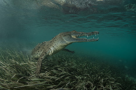 gray alligator, animals, nature, crocodiles, HD wallpaper HD wallpaper