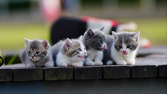 kittens, kids, Quartet, Munchkin, HD wallpaper HD wallpaper