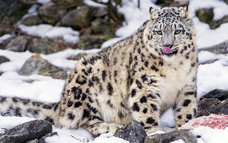 Snow leopard eating, Snow, Leopard, Comer, Fondo de pantalla HD