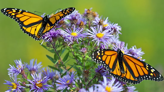 Животно, пеперуда, цвете, насекомо, пеперуда монарх, HD тапет HD wallpaper